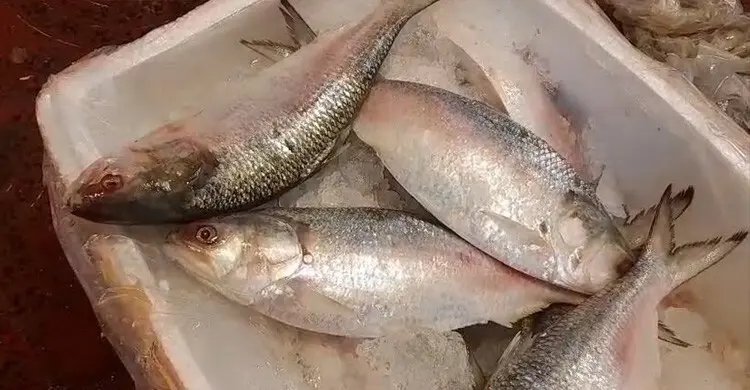 একমাস আগেই বাংলাদেশের কাছে ইলিশ চায় ভারত, এখন কেন উল্টো যাত্রা?