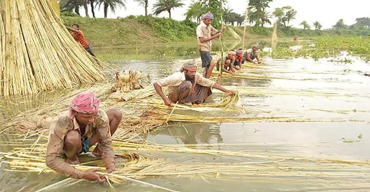 যশোরের শার্শায় বেড়েছে পাট চাষ, ন্যায্যমূল্য নিয়ে শঙ্কায় কৃষক