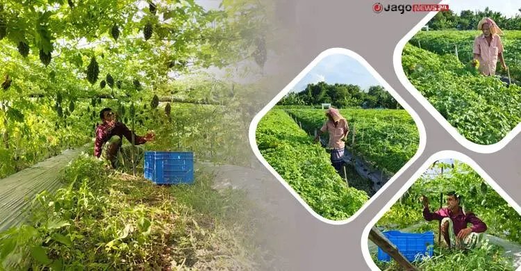 বাজারে বিষমুক্ত করলার দাম নেই, আগ্রহ হারাচ্ছেন কৃষকরা