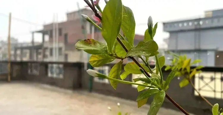 ঢাকার বায়ুর মান আজ কেমন?