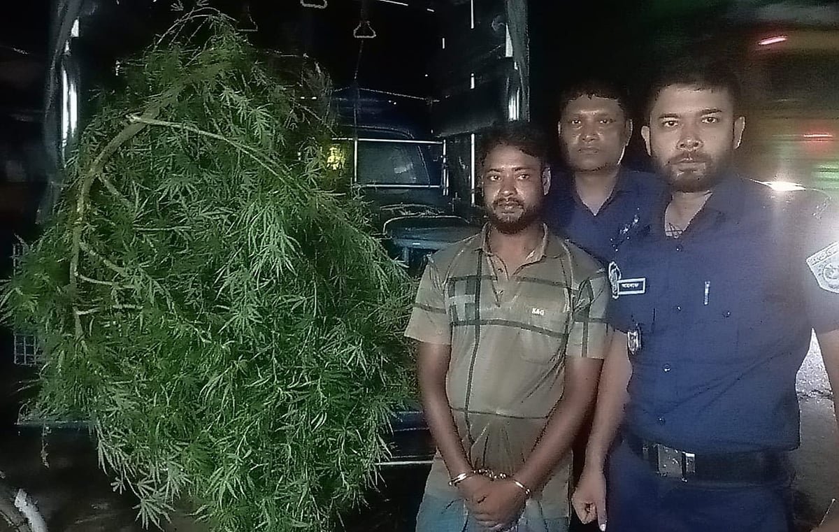 দিনাজপুরে বাড়ির আঙিনায় আদার বাগানে গাঁজার চাষ