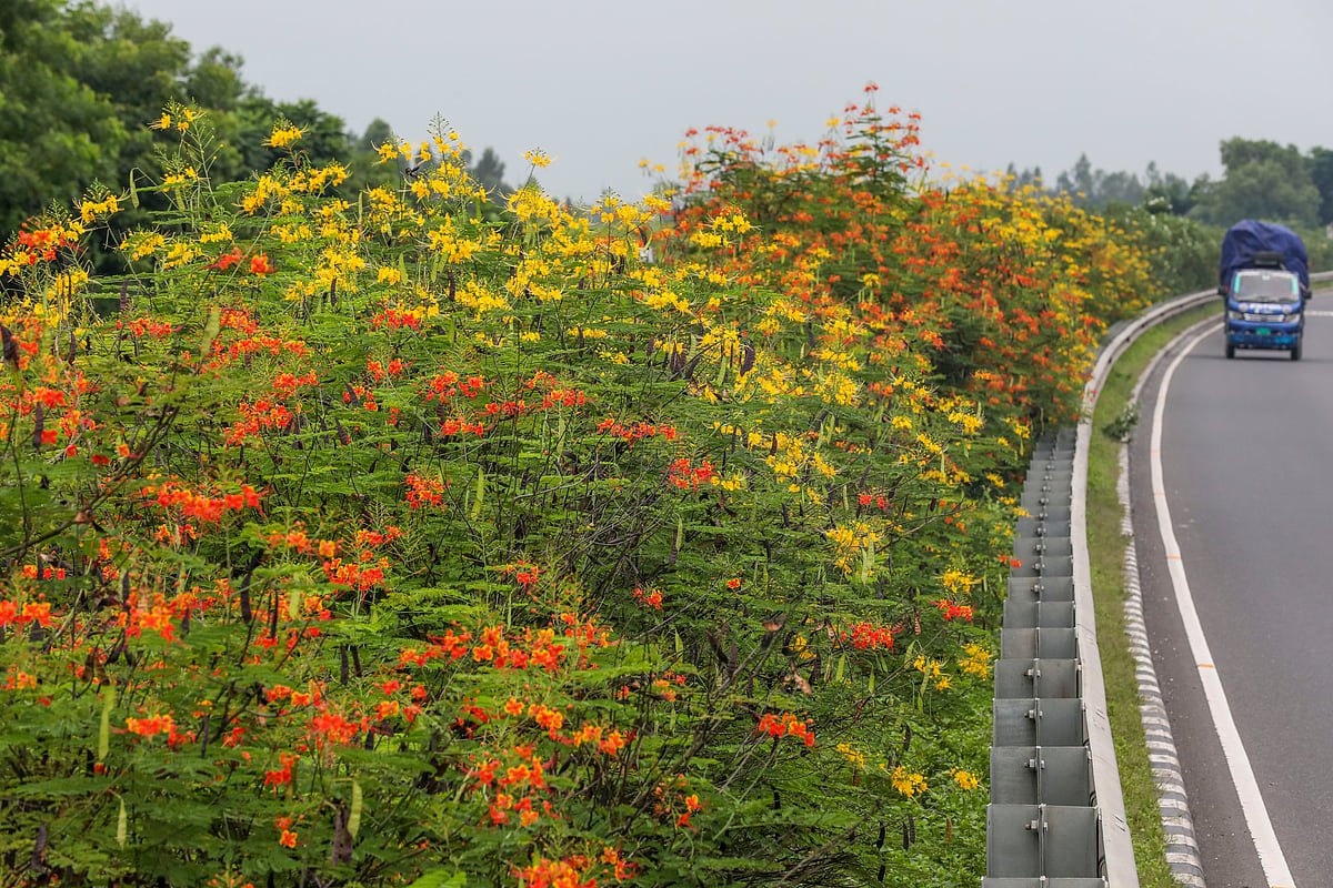 এক্সপ্রেসওয়েতে ফুলের সমারোহ