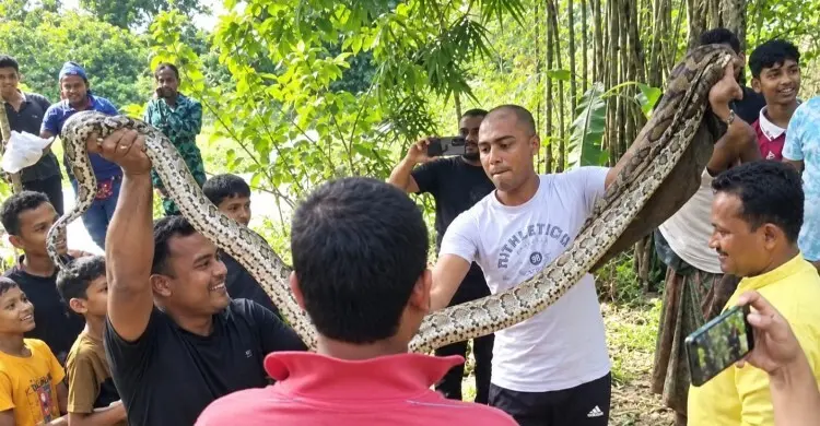 ফটিকছড়ির সুয়াবিলে অজগর উদ্ধার, ছাড়া হলো হাজারিখিল অভয়ারণ্যে
