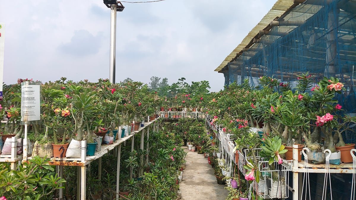 ‘গাছের জন্য’ বানালেন বাড়ি, এখন ছাদবাগানে লাখ টাকার ব্যবসা শারমিনের