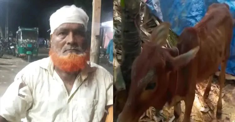 গরু চুরি করে বিএনপি নেতার গোয়ালঘরে রেখে গেল চোর!