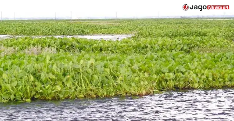 কচুরিপানায় ছেয়ে গেছে গাজনার বিল, ধান নিয়ে শঙ্কায় কৃষকরা