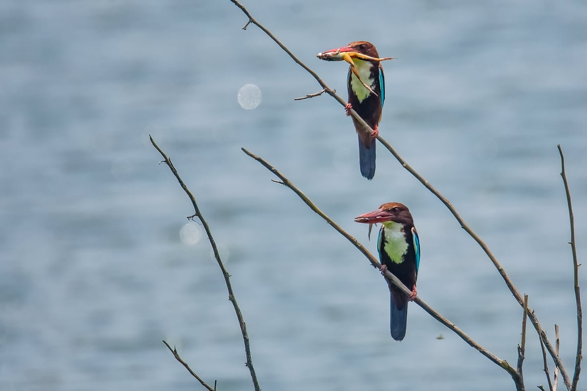 মাছরাঙা যেভাবে পানির নিচে শিকার করে