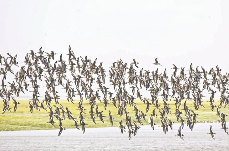 মেঘনার চরে সংকটাপন্ন ১৪ প্রজাতির পাখি