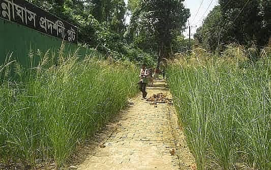 প্রকল্পে বিন্না ঘাস রোপণে কারিগরি কমিটি গঠন, প্রধান রাশেদ আল মাহমুদ তিতুমীর