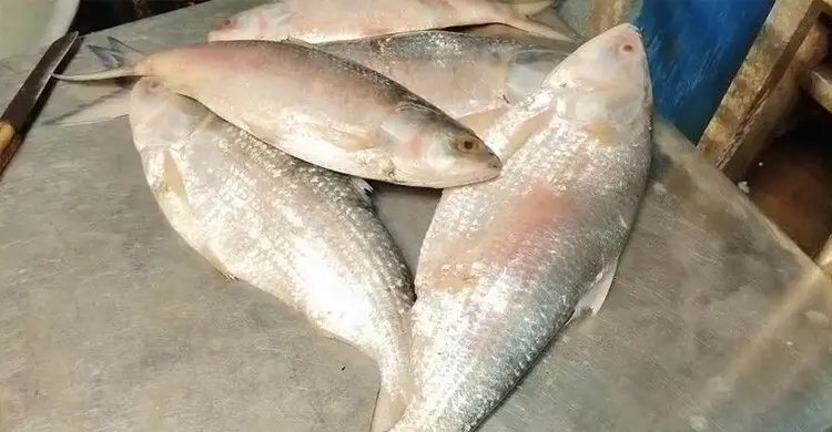 প্রথমবার বাংলাদেশে এলো ‘স্বাদ-গন্ধহীন’ গুজরাটি ইলিশ