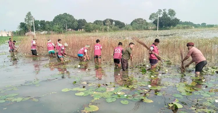 রাজবাড়ীতে কৃষকের পাট কেটে দিল আনসার বাহিনীর সদস্যরা