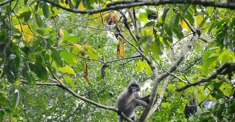 রেমা-কালেঙ্গা গহিন অরণ্যে গাছের মগডালে বিরল প্রাণী, মুগ্ধ পর্যটকরা