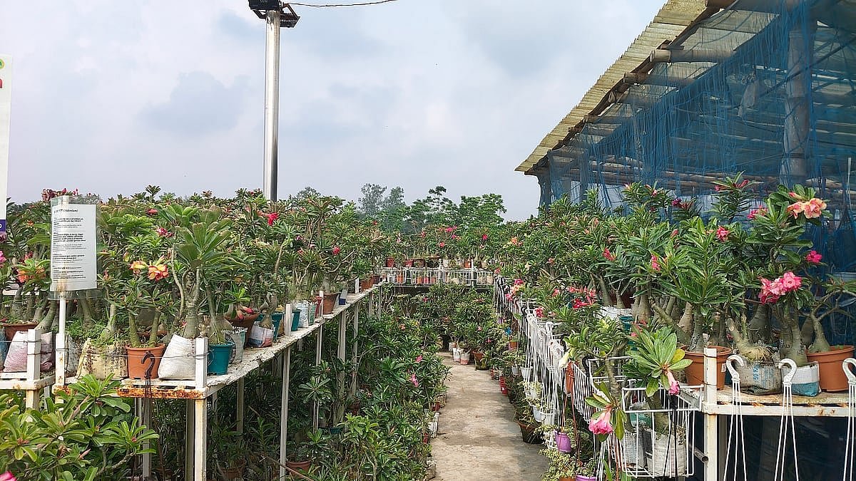 শখের ছাদবাগানে এখন লাখ টাকার ব্যবসা