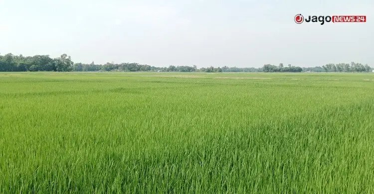সংরক্ষণের অভাবে বিলুপ্ত হচ্ছে দেশি ধানের জাত