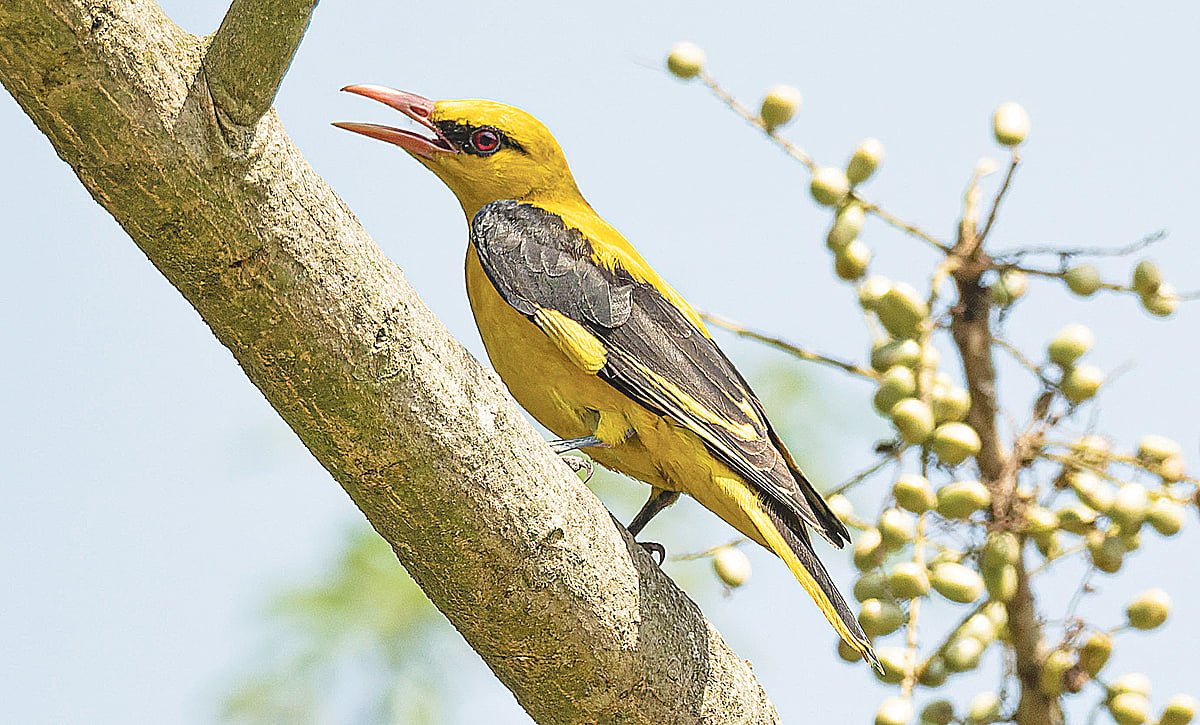 সোনা বউয়ের দেখা