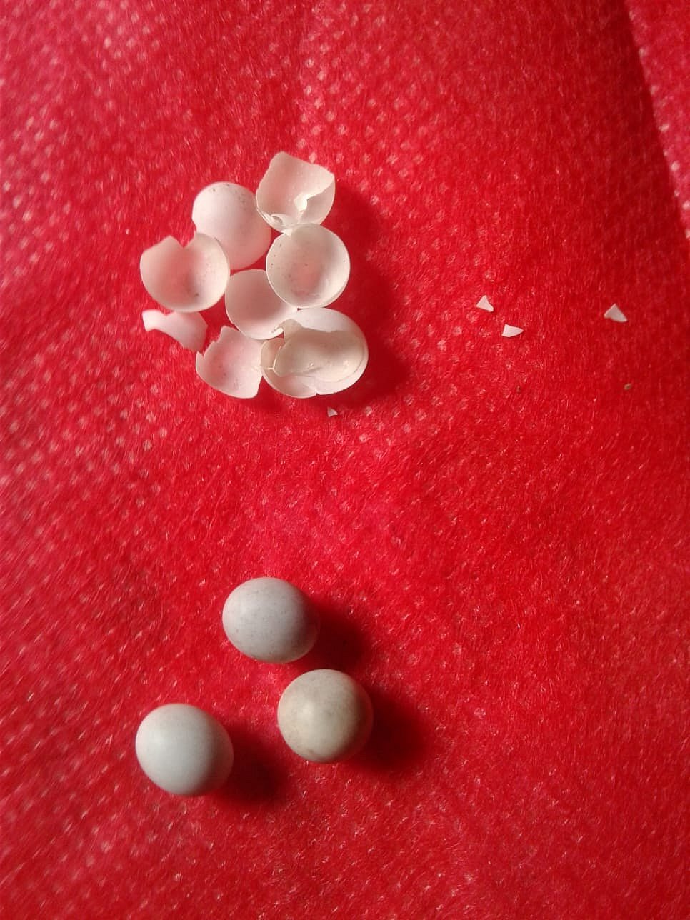 টবে ৪টি ডিম, ঢেঁকিঘরে ১২টি—সবই কি সাপের